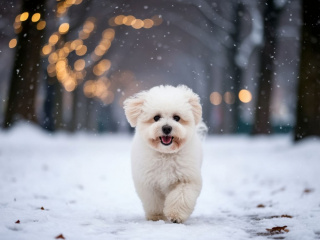 Как правильно гулять с собакой зимой? Как правильно гулять с собакой зимой?